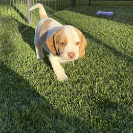 Black Collar-Toast - Red and white male Beagle puppy in Las Vegas, Nevada from Hound Kings
