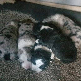 Aussiedoodle and Bordoodle Puppies from Sugar Doodles