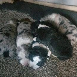 Aussiedoodle and Bordoodle Puppies from Sugar Doodles