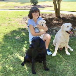 Labrador Retriever Puppies from West Wood Farms