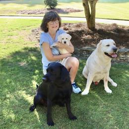 Labrador Retriever Puppies from West Wood Farms