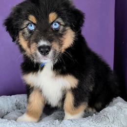 Quinn4Boy6- BTM,LONG,AKC,OFAs,Genetics - Black tri-color male Australian Shepherd puppy in South Hill, Virginia from Silverside Aussies LLC