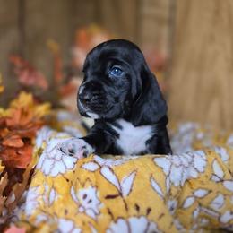 Moondancer - Black and white female Basset Hound puppy in Valley, Washington from Enchanted Valley Paws