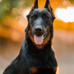 Vex - Black and rust male Beauceron puppy in Cherry Valley, California from Feu des Étoiles