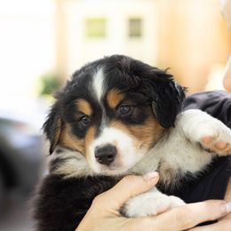 Nathan Jr - Black tri-color male Australian Shepherd puppy in Tulsa, Oklahoma from Mad Ranch