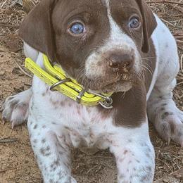 Boy 7 - Liver and white male German Shorthaired Pointer puppy in Henderson, Texas from C4 Gun Dogs