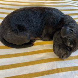 Labrador Retriever Puppies from RPAs Priceless Labradors