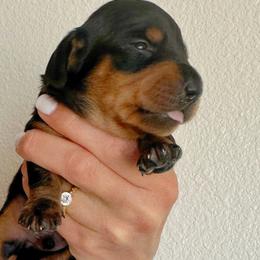 Dachshund Puppies from Carranza Puppy Farm