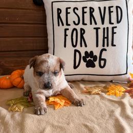 Pink Collar - Red speckled female Australian Cattle Dog puppy in Nevada, Missouri from Back Road Dog Company, LLC