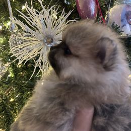 Nori - Orange sable female Pomeranian puppy in Interlachen, Florida from DK DARLINGS