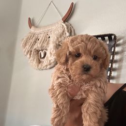 Sir Hunter - Apricot male Maltipoo puppy in Southern,, California from Maltipoo Tiny Pups