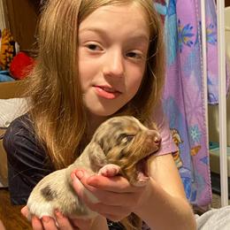 SCOTTY MALE REGISTERED FULL RIGHTS - Dapple male Dachshund puppy in Elizabethtown, Kentucky from Teeny Tiny Puppy Tails