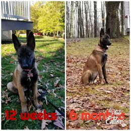 Belgian Malinois Puppies from John Redlinger