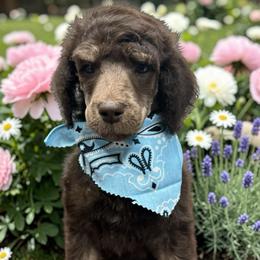 Yoda - Phantom male Poodle puppy in Prosperity, Pennsylvania from Stelladoodles & Company