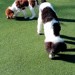 Poodle Puppies from Reeves Family Standard Poodles