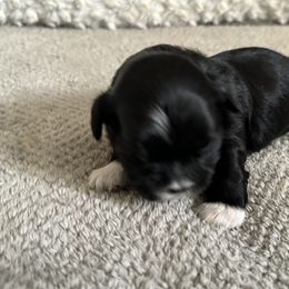 Maltese, Pomeranian, Shih Tzu, and Yorkshire Terrier Puppies from Gibbs Gorgeous Paws LLC