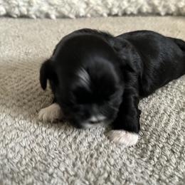 Maltese, Pomeranian, Shih Tzu, and Yorkshire Terrier Puppies from Gibbs Gorgeous Paws LLC