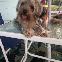 Yorkshire Terrier Puppies from Jackie Jenny’s Precious Yorkies