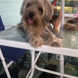 Yorkshire Terrier Puppies from Jackie Jenny’s Precious Yorkies