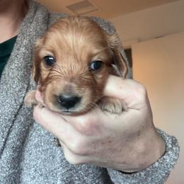 Ginger for Katie H. - Red female Dachshund puppy in Grand Junction, Colorado from Agape Dachshunds