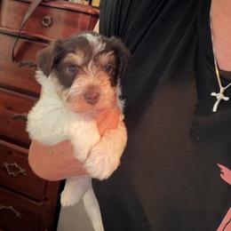 Bernard - Parti male Miniature Schnauzer puppy in College Station, Texas from Fran’s Miniature Schnauzers