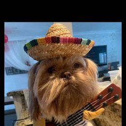 Miles - Shih Tzu
