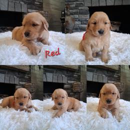 Red collar - Golden male Golden Retriever puppy in Howell, Michigan from Robbin's Treasures