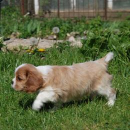 Cavalier King Charles Spaniel Puppies from Halloweentown cavaliers