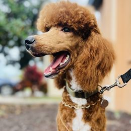 Bernedoodles, Goldendoodles, and Poodles from Donnas Deluxe Doodles LLC