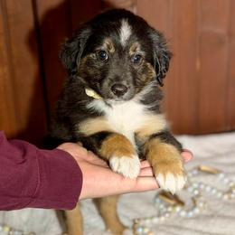 Tan collar - Black tri male Miniature Australian Shepherd puppy in 32046, Florida from River Hill Ranch