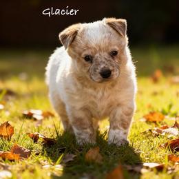 Glacier 3500 - Red mottled male Australian Cattle Dog puppy in Kalispell, Montana from BTR Australian Cattle Dogs