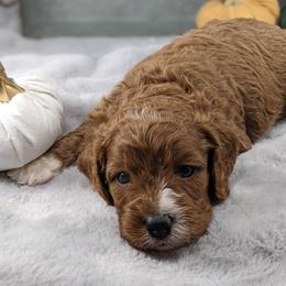 Cavapoo and Whoodle Puppies from Gardner Lane Puppies