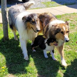 Collie Puppies from Voneida Collies