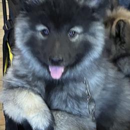 Keeshond puppies from Debbie's Keeshonds