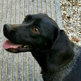 Sasha - Beagle