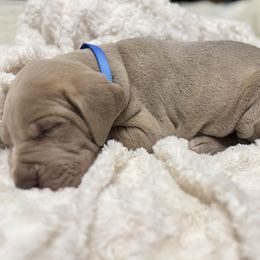 Biscuit - Silver male Great Dane puppy in Temple, Texas from Splashed To Perfection Farms