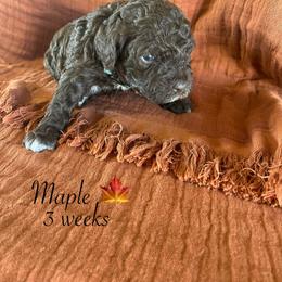 Maple - Brown female Lagotto Romagnolo puppy in Minster, Ohio from 1880 Lagotto