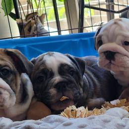 Bulldog Puppies from Carrie's Bulldogs