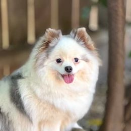 Faira - Pomeranian