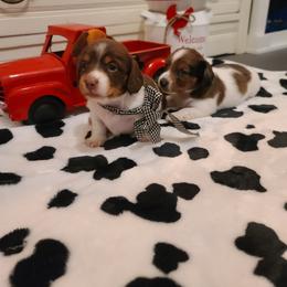 Dachshund Puppies from Belinda's little darlings dachshunds