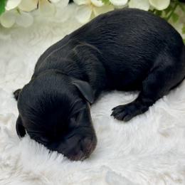 Denver - Black and tan male Dachshund puppy in Exeter, California from Sawtooth Miniature Dachshunds
