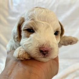 Doc - Red and white male Cockapoo puppy in Adrian, Oregon from ApplebyFarm