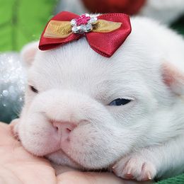Snow - Cream female French Bulldog puppy in West Plains, Missouri from Must Be Frenchies & Crown Of Curls Bolonka