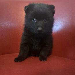 Black boy - Black male Schipperke puppy in Alcester, South Dakota from Dakota Dreamin Schipperkes
