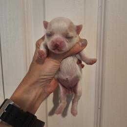 Girl 1 - White female Chihuahua puppy in Haines City, Florida from Kassafina Kennel