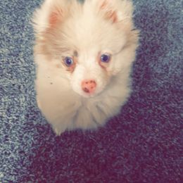 Pomeranian Puppies from Sunshines Pomeranians