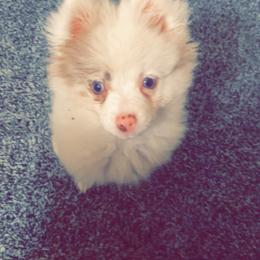 Pomeranian Puppies from Sunshines Pomeranians