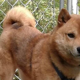 Drifter - Shiba Inu