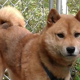 Drifter - Shiba Inu
