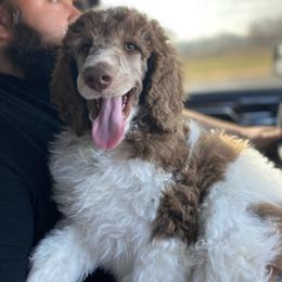 Memphis - Poodle